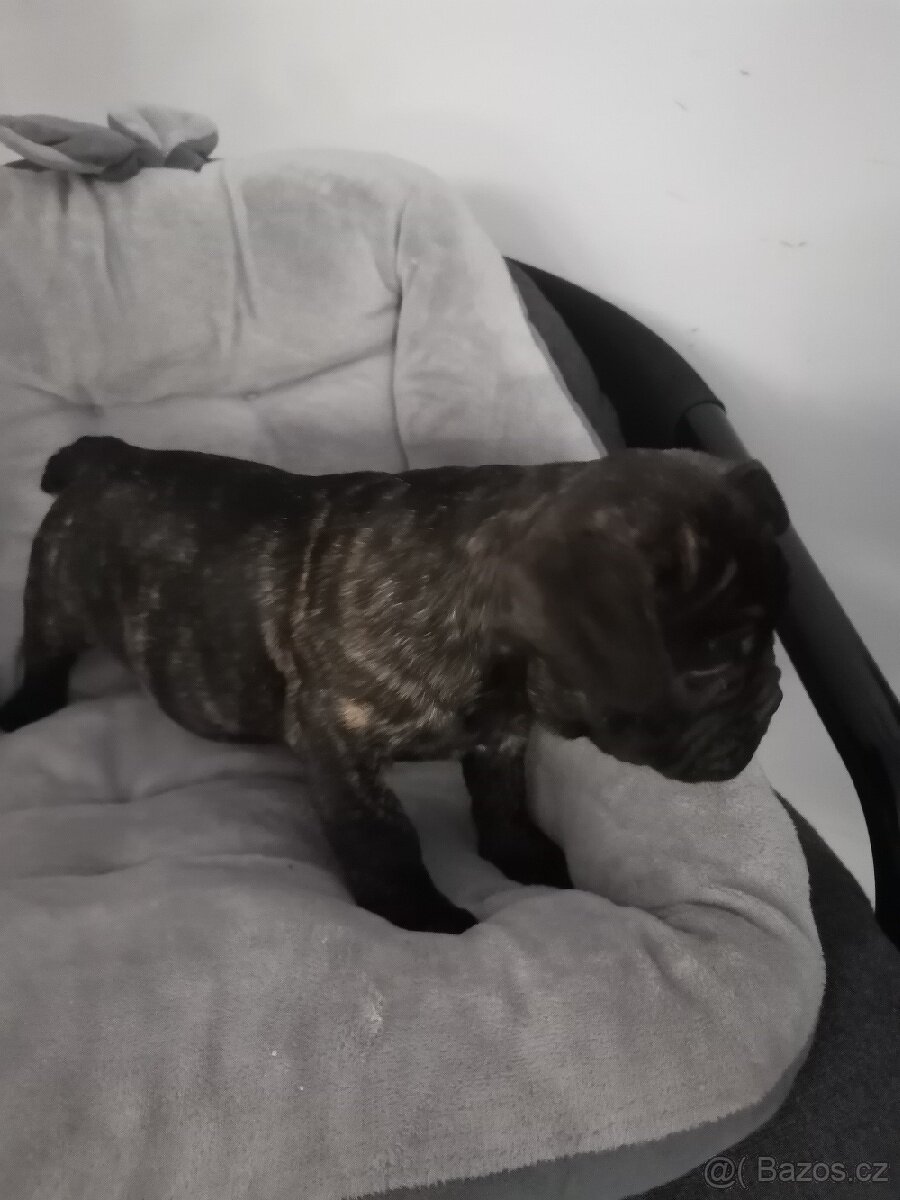 Francouzský buldoček