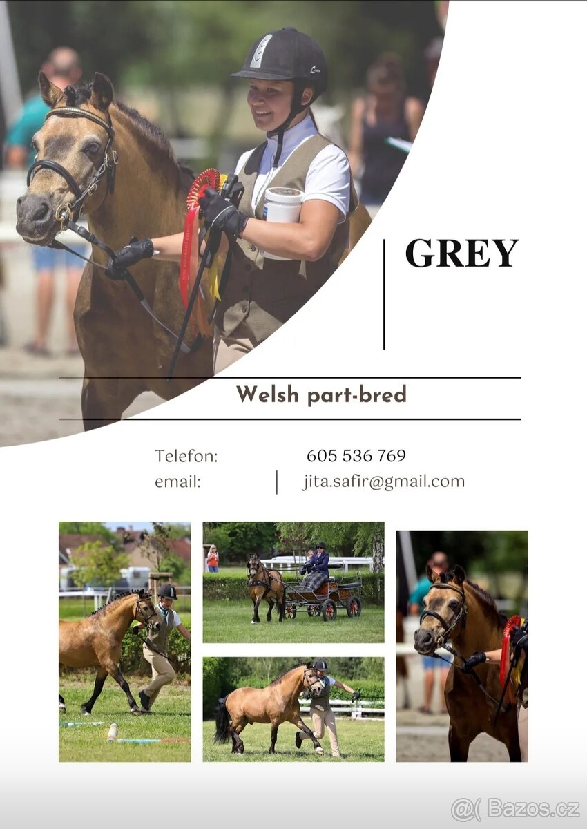 Připouštění Welsh part Bred