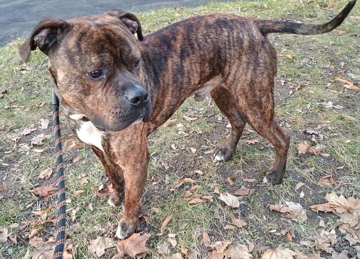 STAFFORDSHIRE BULL TERRIER BING pes