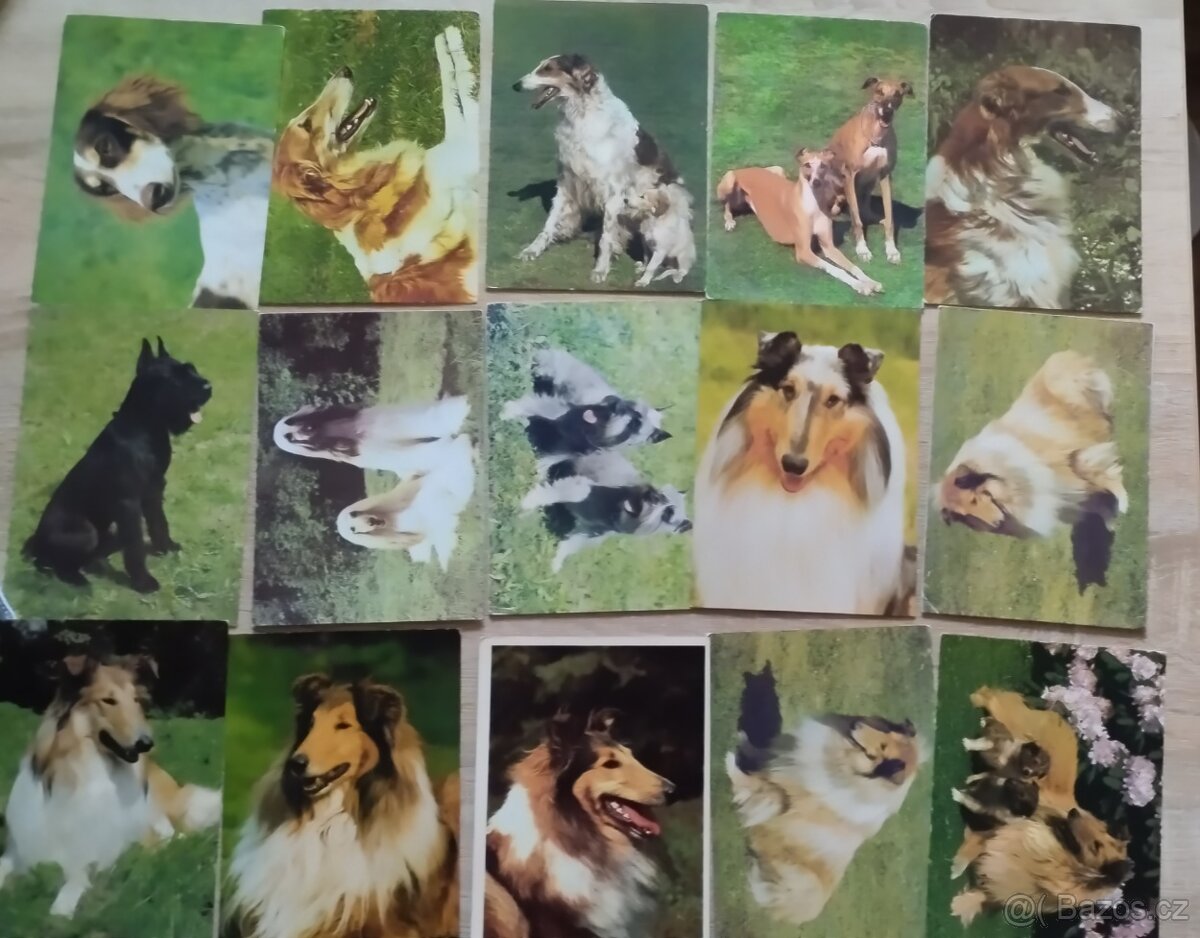 Pohlednice psů, pohledy psů,pes.