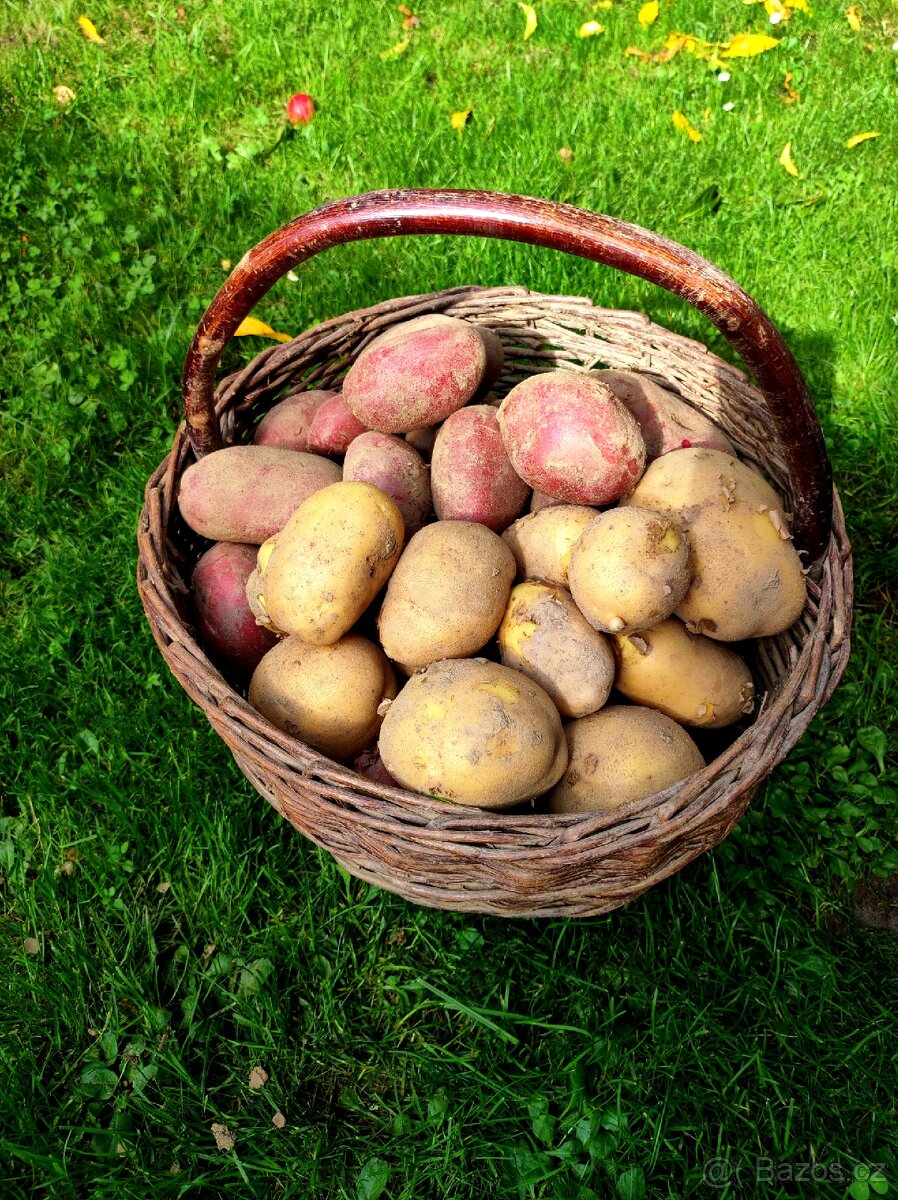 Brambory na prodej (uskladnění)