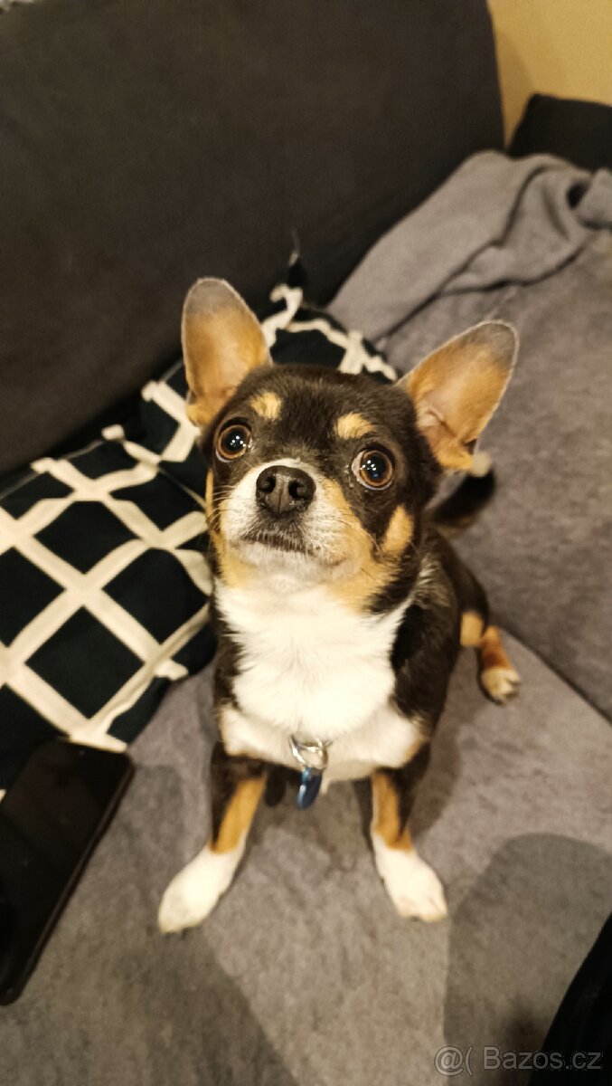 Pes ke krytí ( ne na prodej )