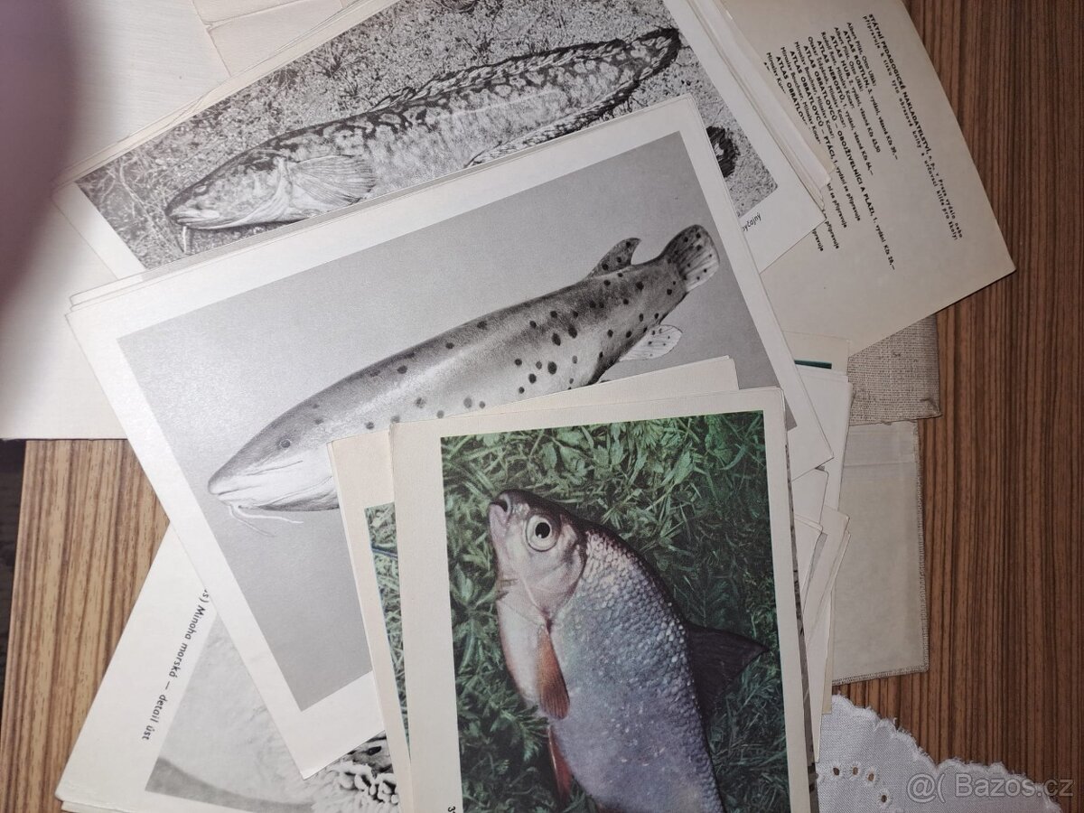 Atlas obratlovců - ryby
