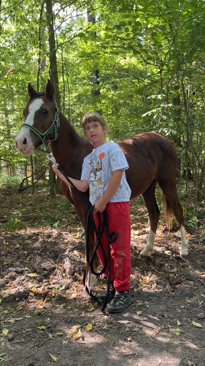 2leta klisna Welsh part bred