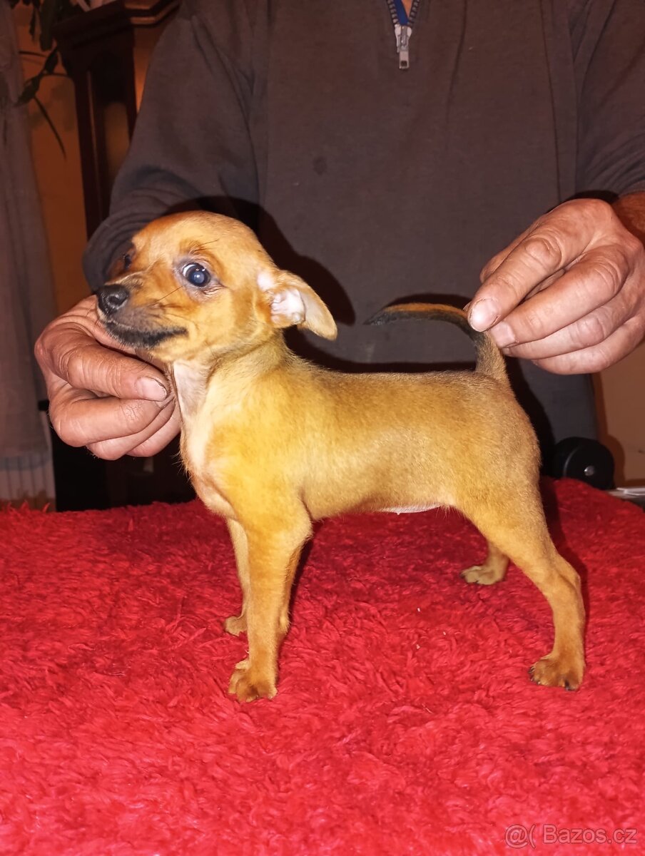 Pražský krysařík s PP