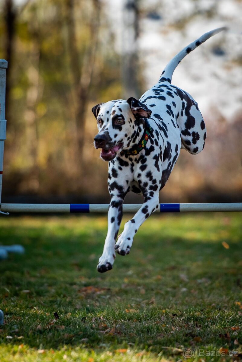 Dalmatin štěňata s PP