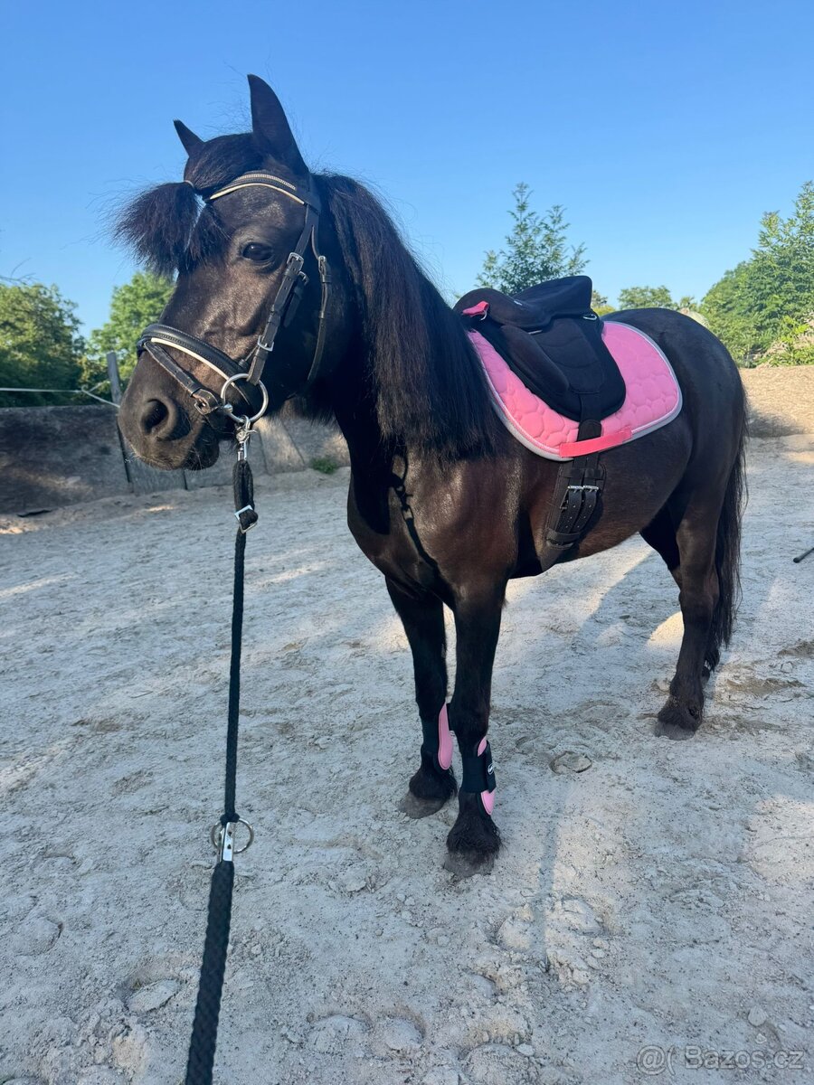 Krásná pony na prodej REZERVACE