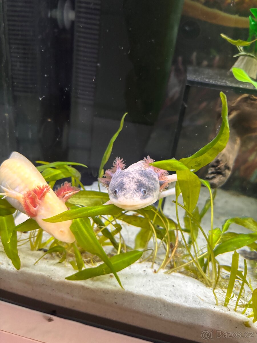 Axolotl