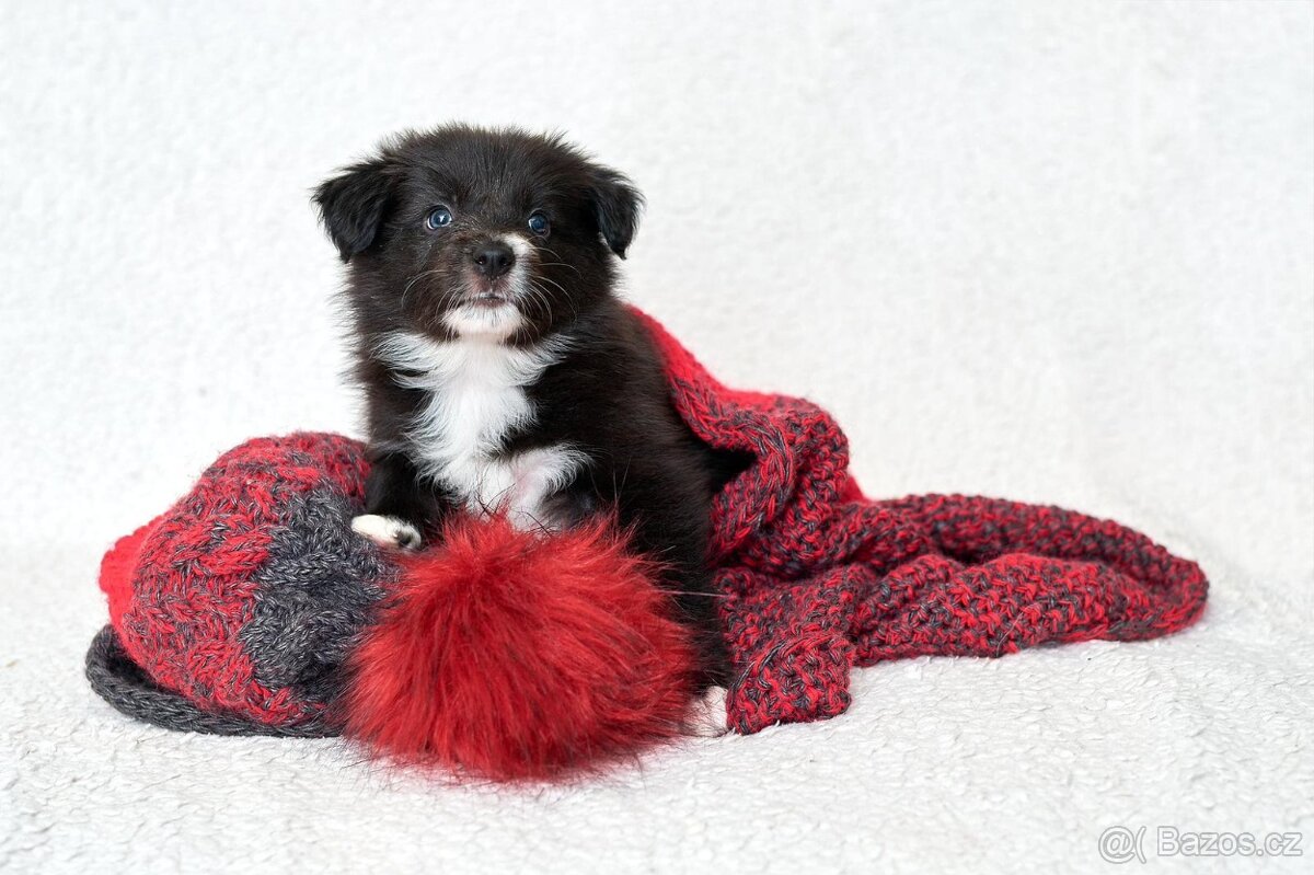 Chlapeček Border Colie