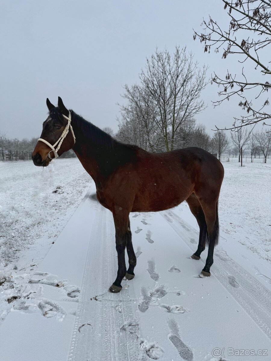 Na prodej 3 letá klisna A1/1