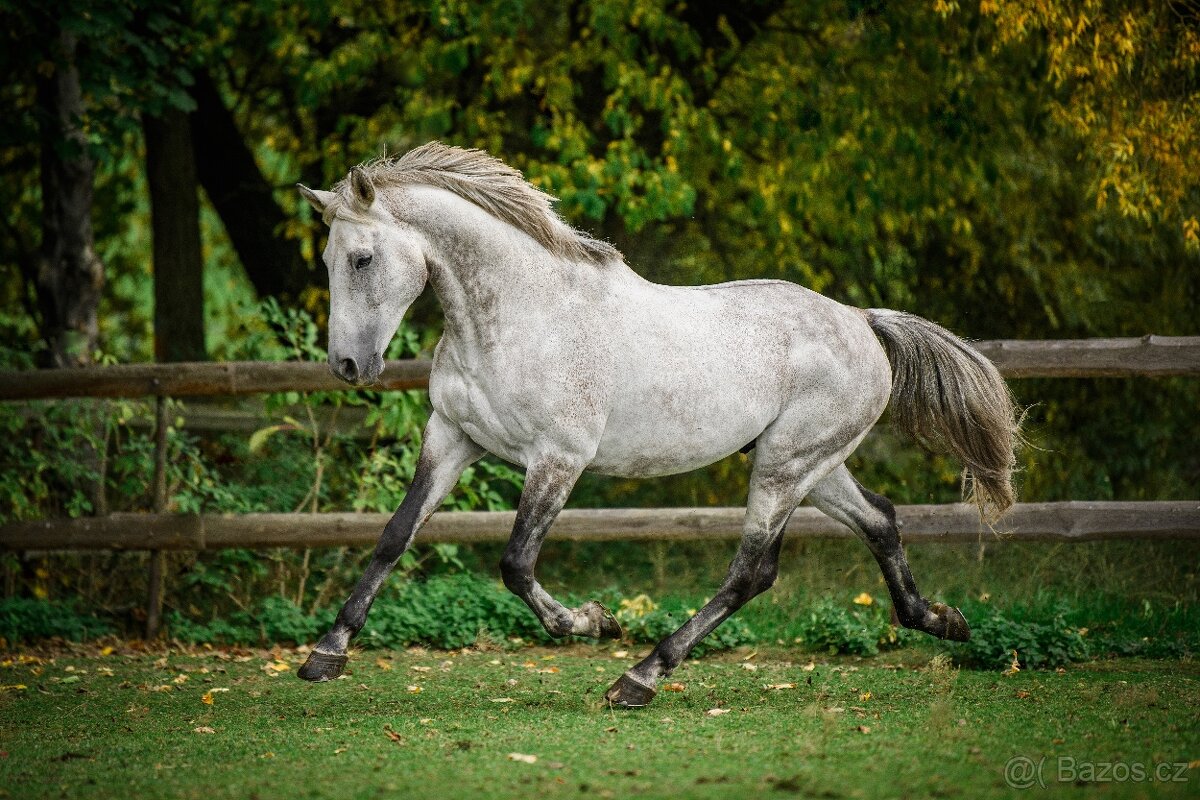 12letý valach do všestrannosti