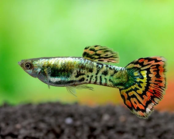 Paví očka – SNAKESKIN/COBRA – vlastní odchov