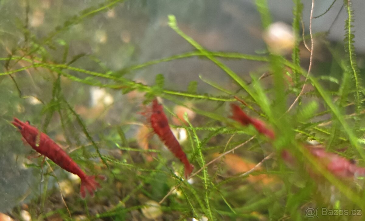 Neocaridina davidi Bloody Mary