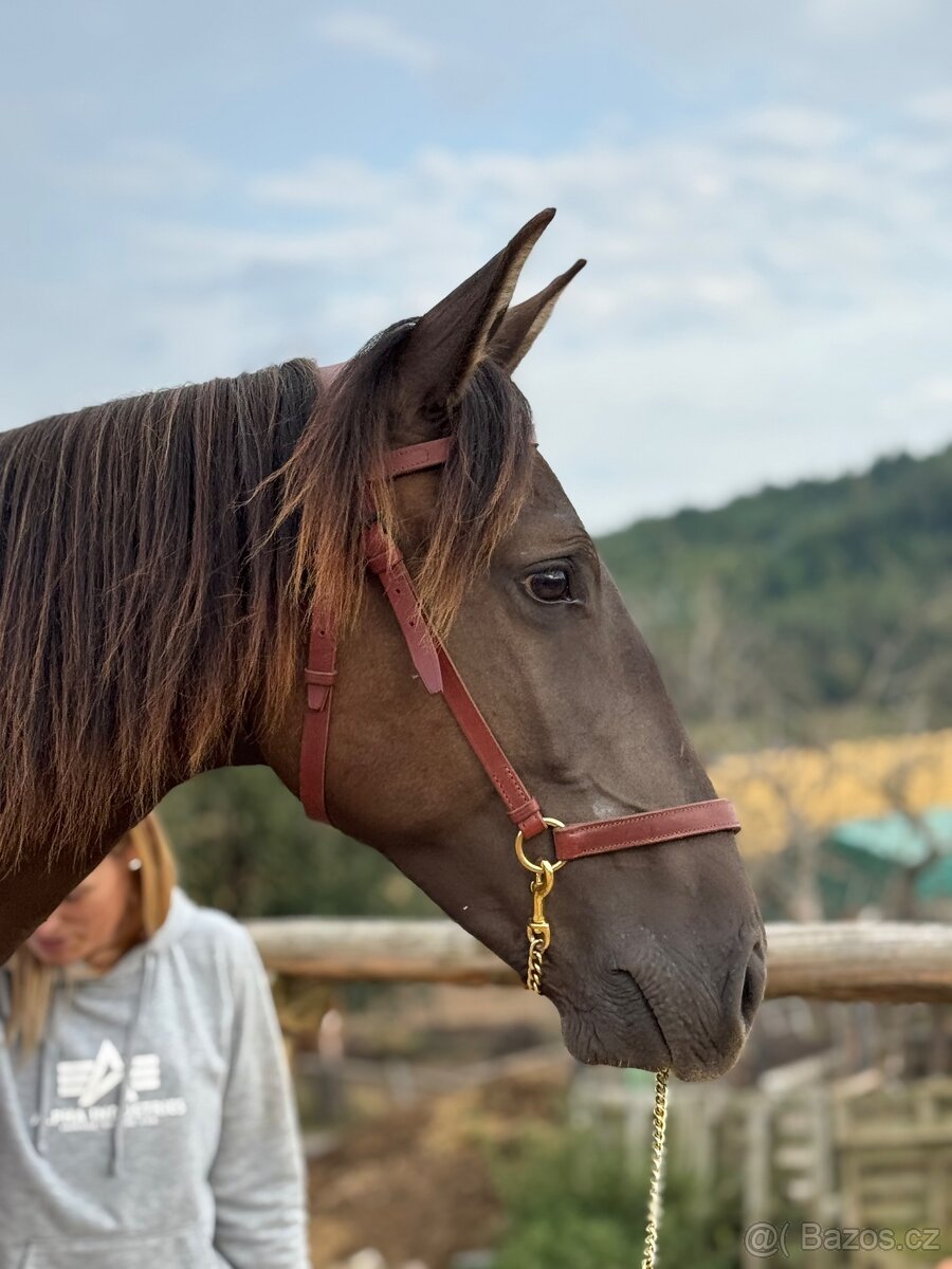 Lusitano hřebec PSL 2 letý