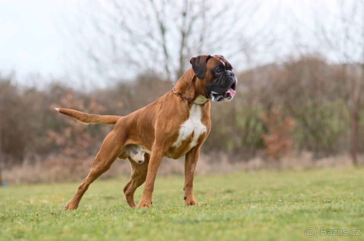 Německý boxer - krytí
