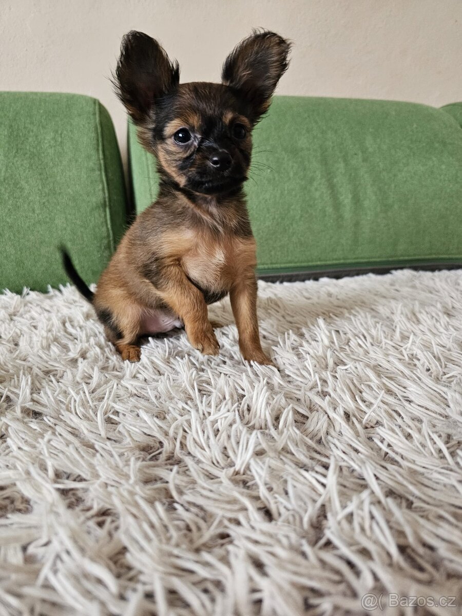 Ruský toy pes s PP v FCI