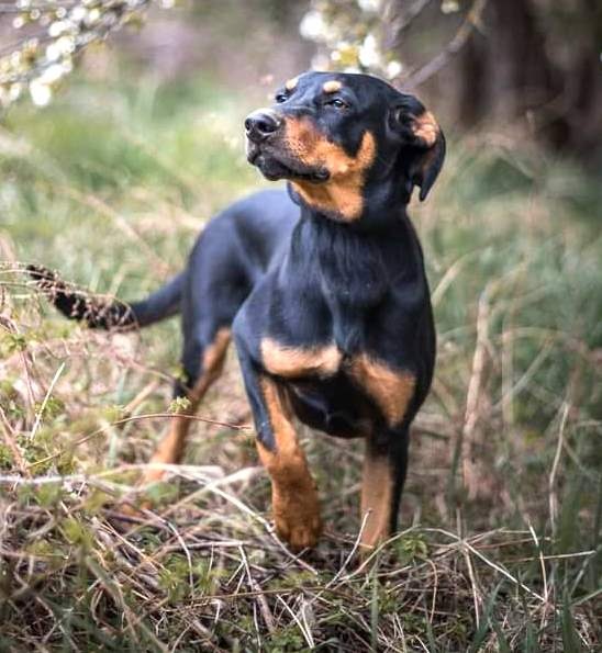 Úžasňák Lolek hledá domov