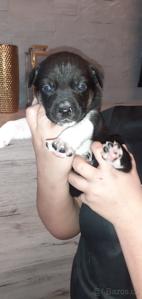Nabízím štěňata Husky X staford