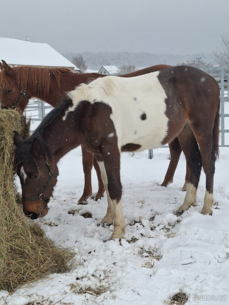 Valášek 20.8.2024 - supr parťák do rodiny