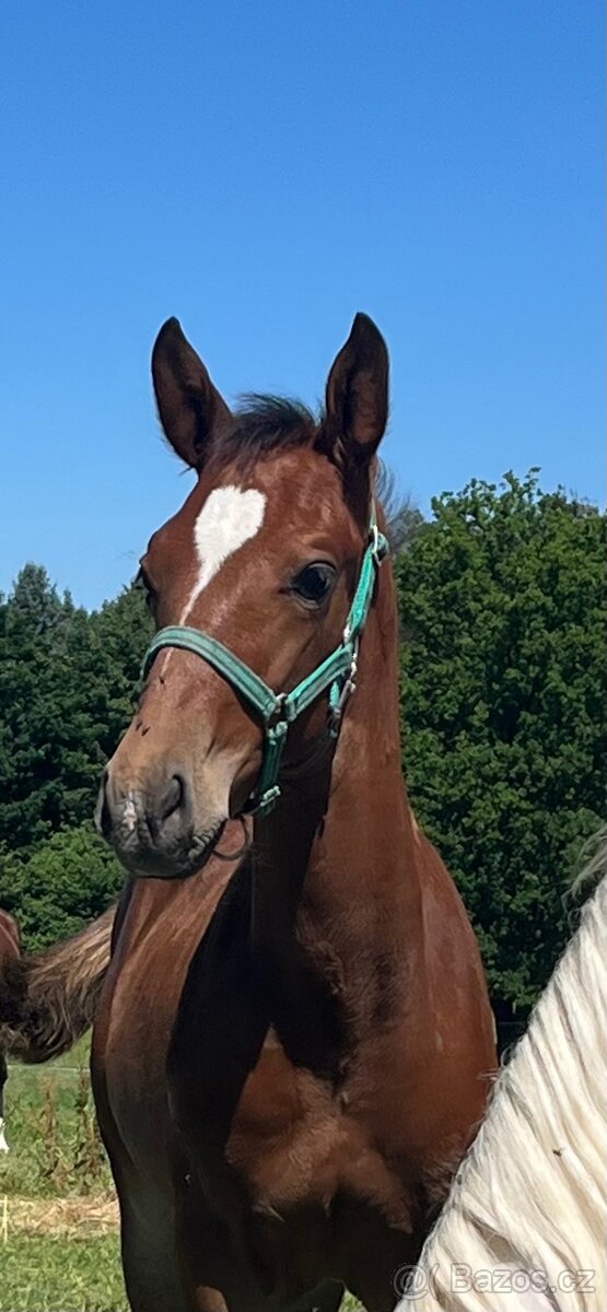 Hřebeček Zangersheide 2025