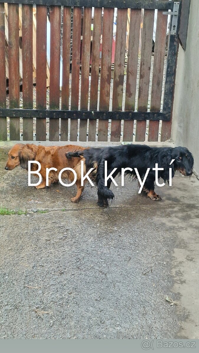 Krytí Dlouhosrstým jezevčíkem standart