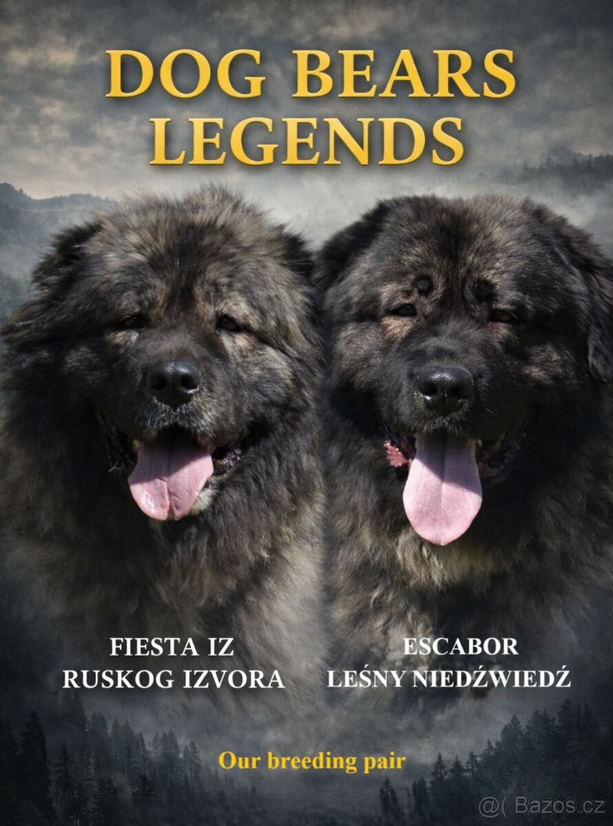 Kavkazský pastevecký pes s PP