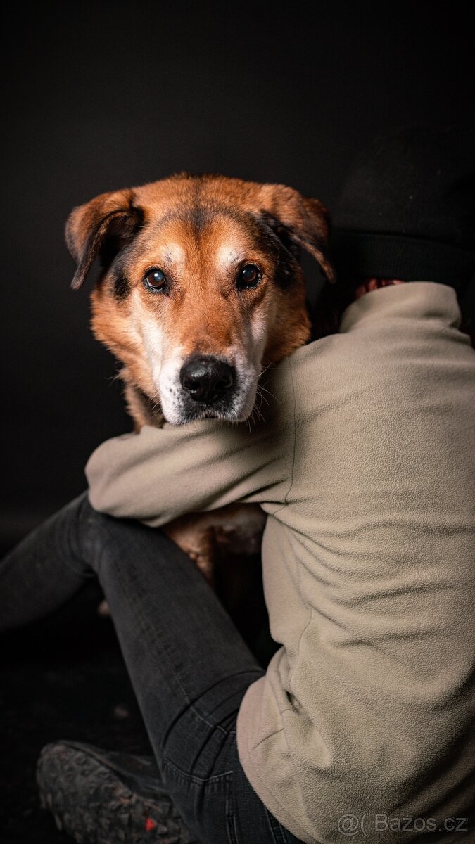 Rexík - x ovčák, hodný starší pes