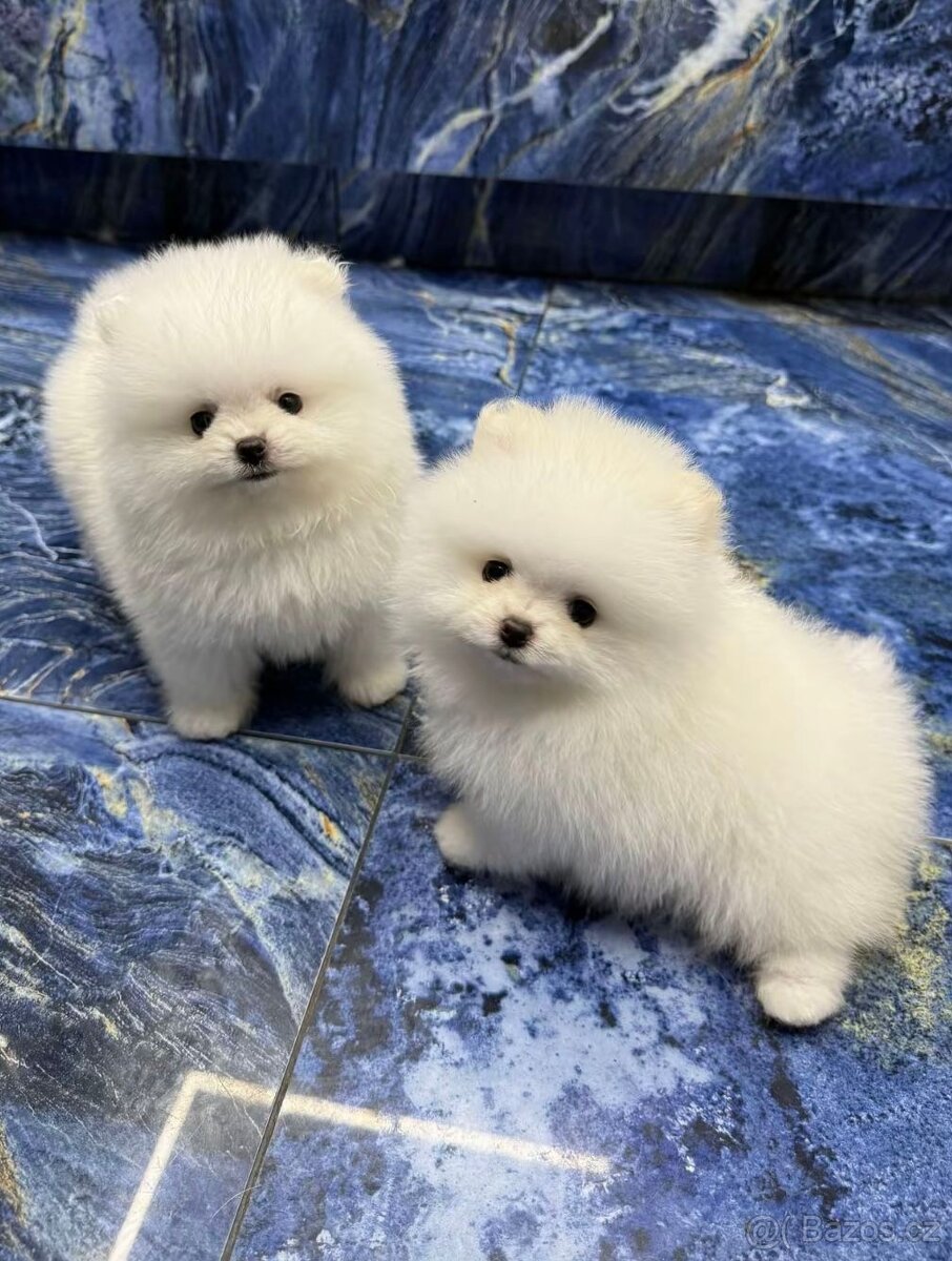 Pomeranian mini