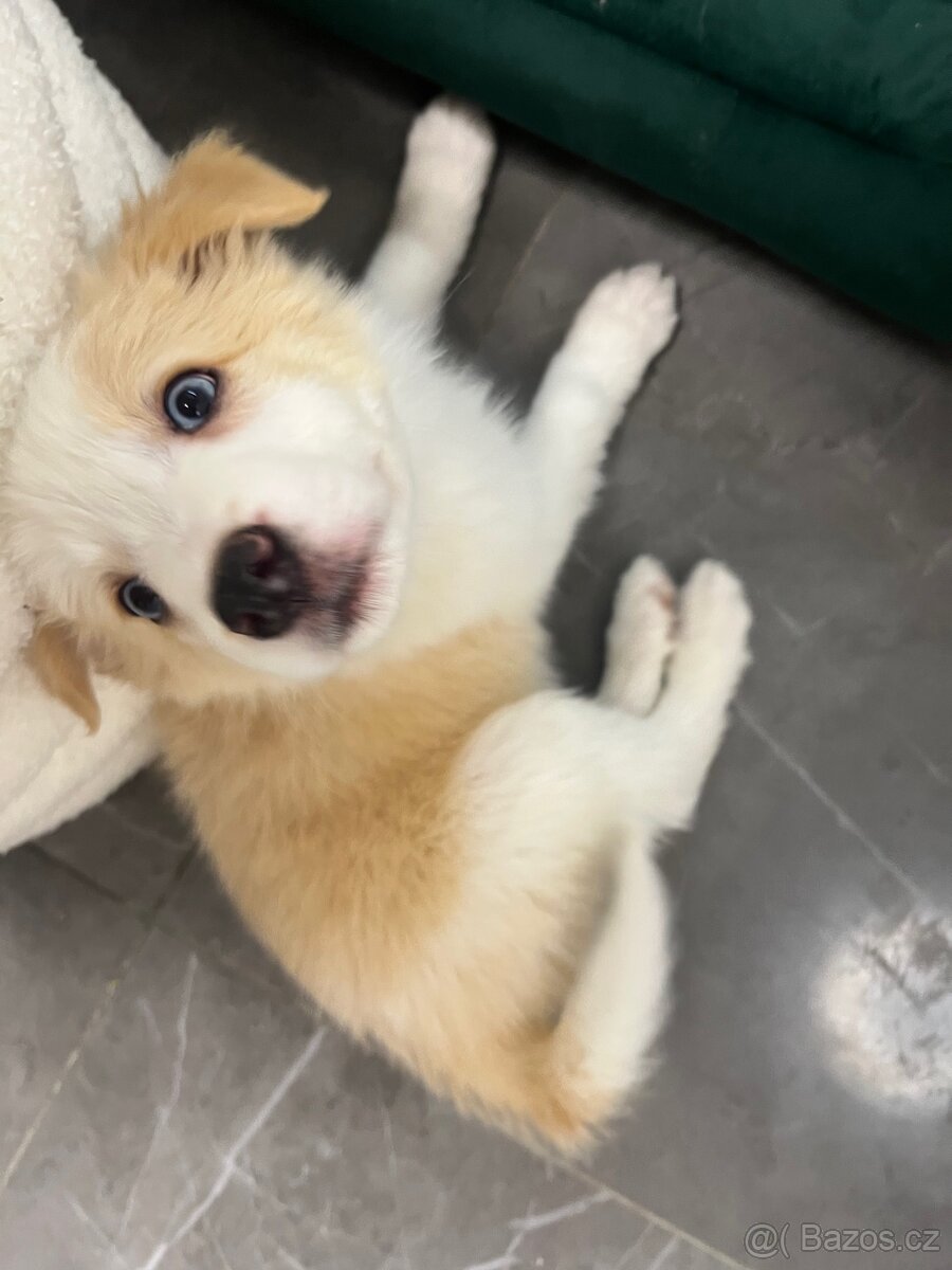 Šteniatka border kólie