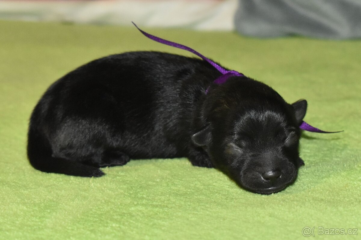 Německý špic střední s PP/FCI