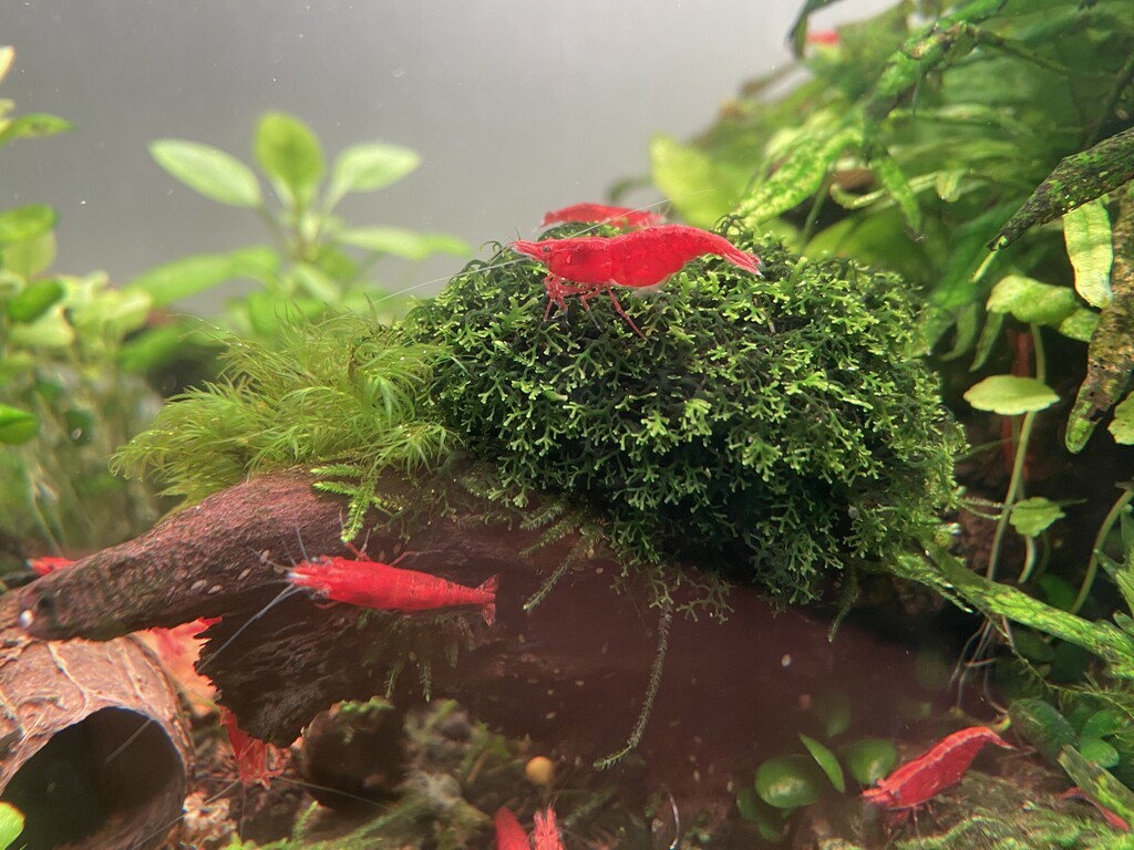 Červené krevetky Red Sakura