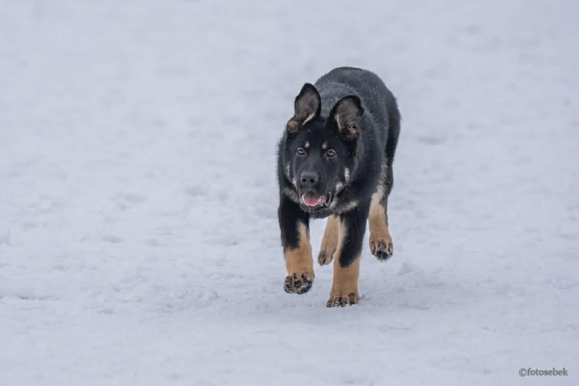 Štěně Německý ovčák s PP