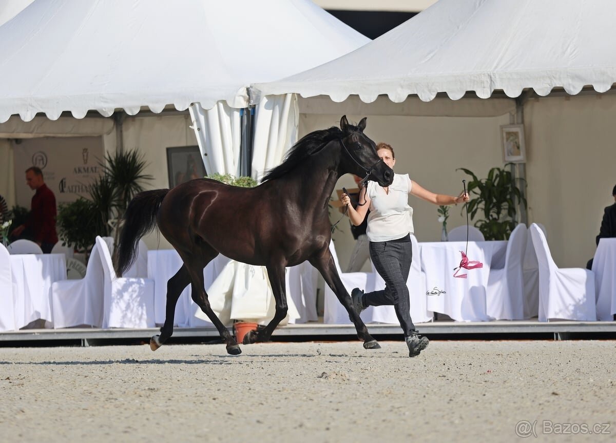 Plnokrevná arabská klisna -arabský plnokrevník