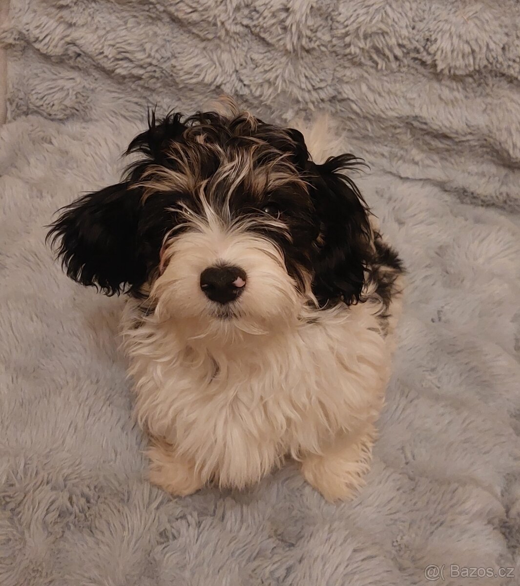 Havanský psík s PP - pejsek