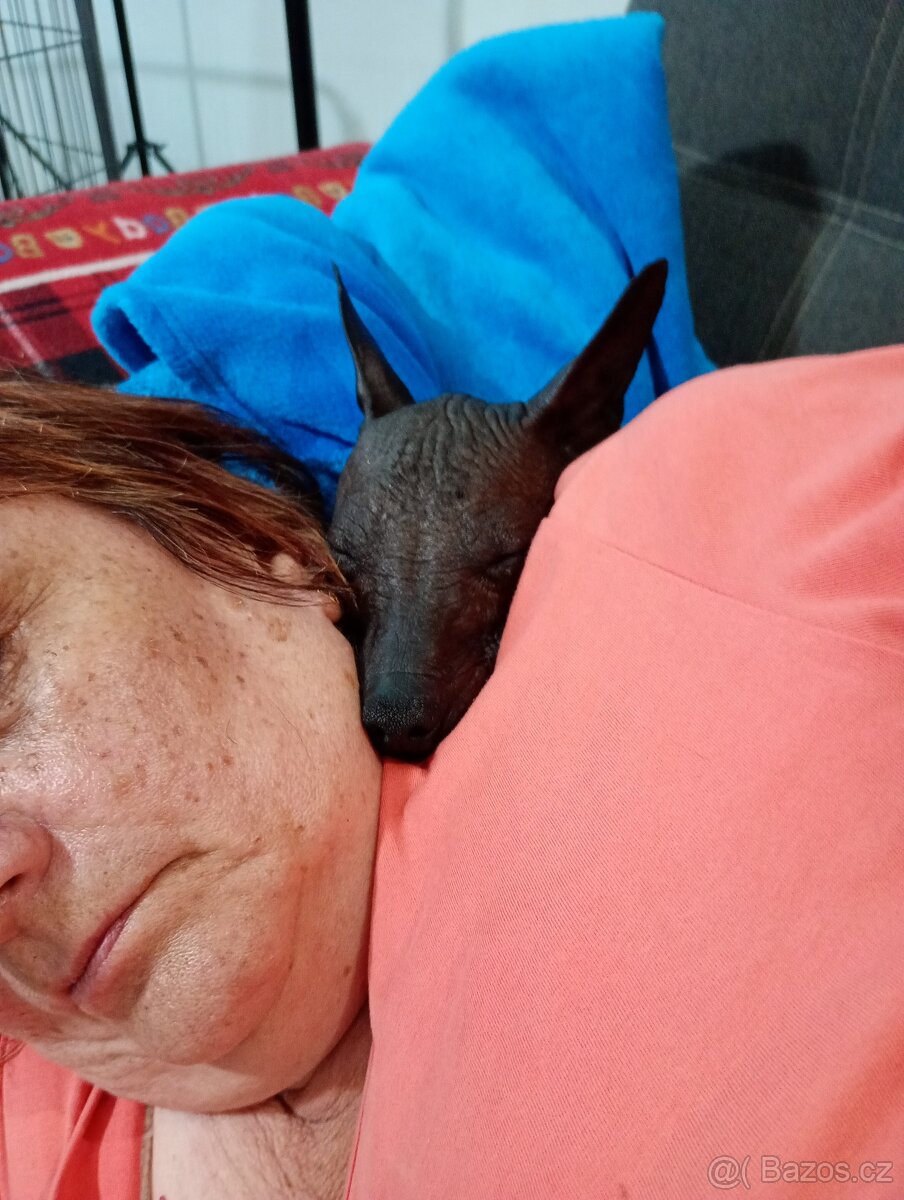 Mexický naháč miniatura FCI s PP nahý po šampionech