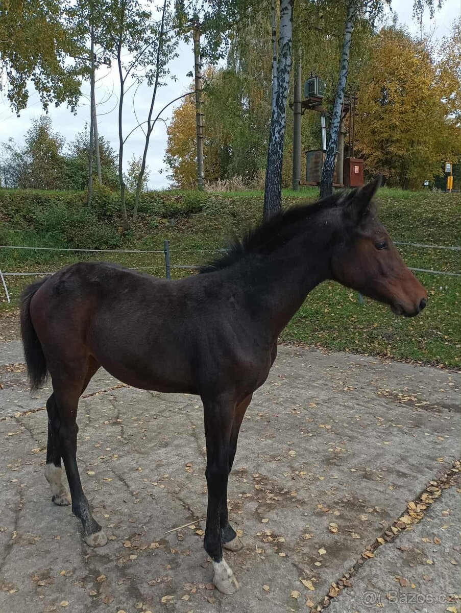 hříbě Hannoverská klisna