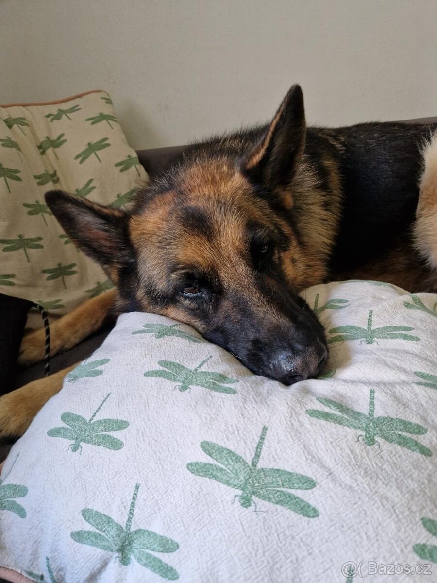 Hledá se nový domov pro ELIZABET