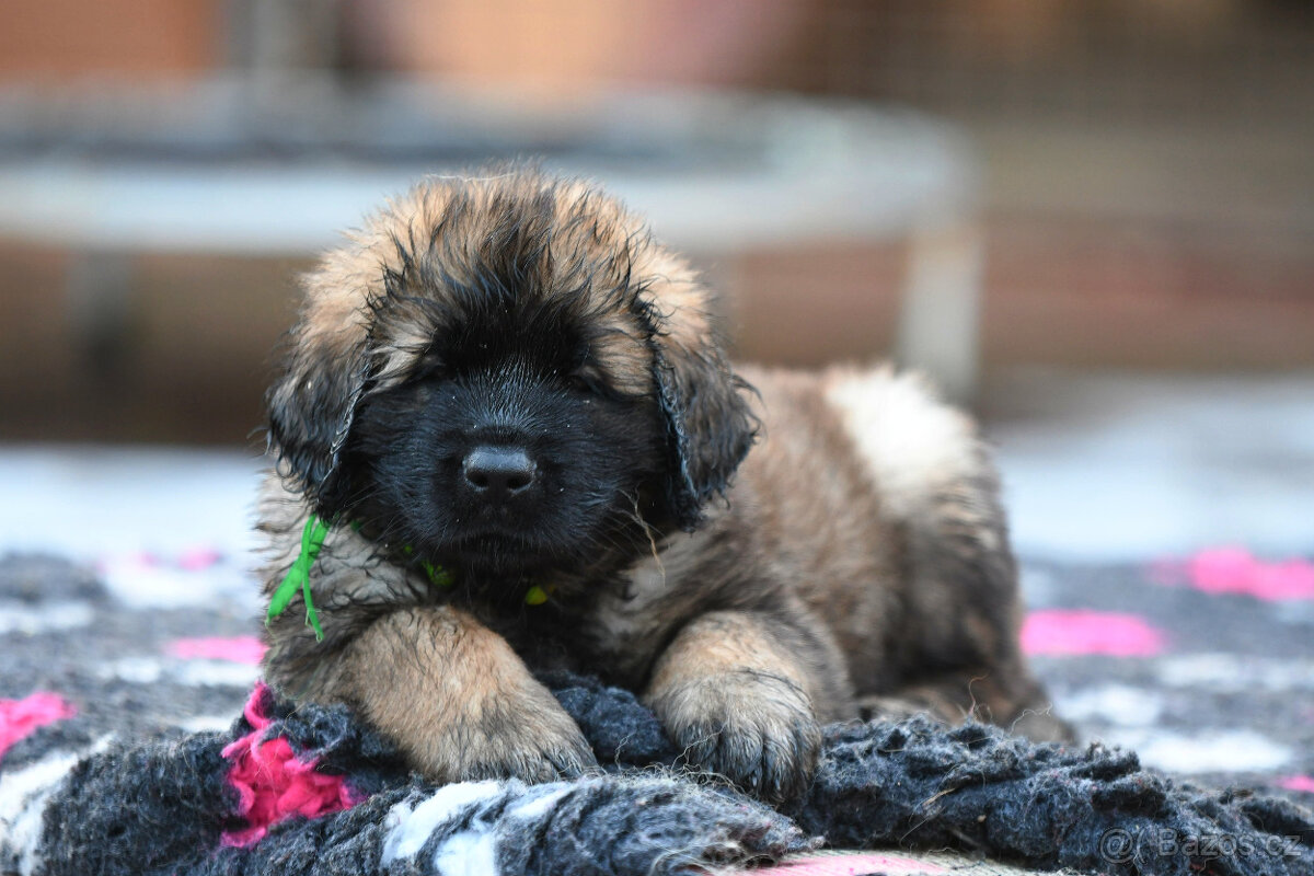 Leonberger - štěně s PP