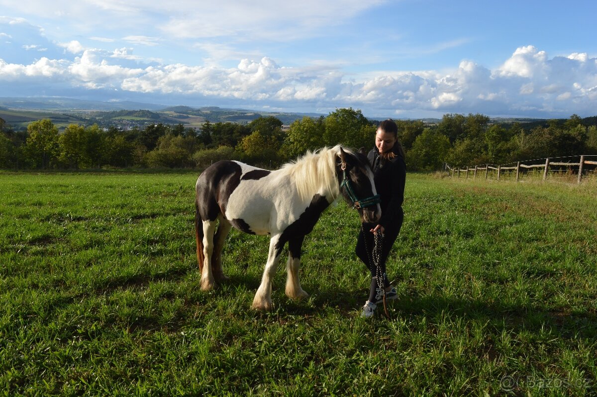 Prodej Irského Coba