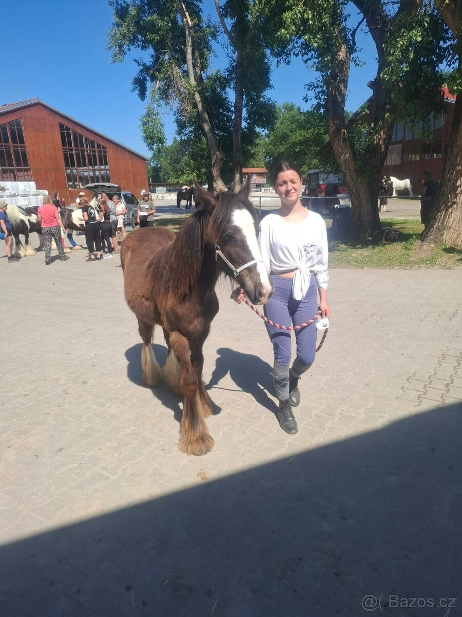 Prodej Irského Coba