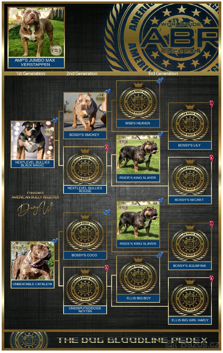 Krycí pes American bully XL / XXL