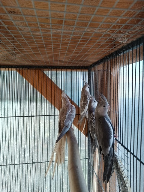 Korela bělohlavá straka