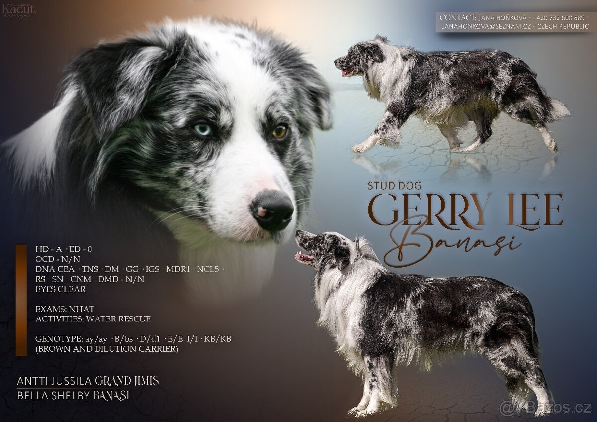 Krycí pes border kolie s PP