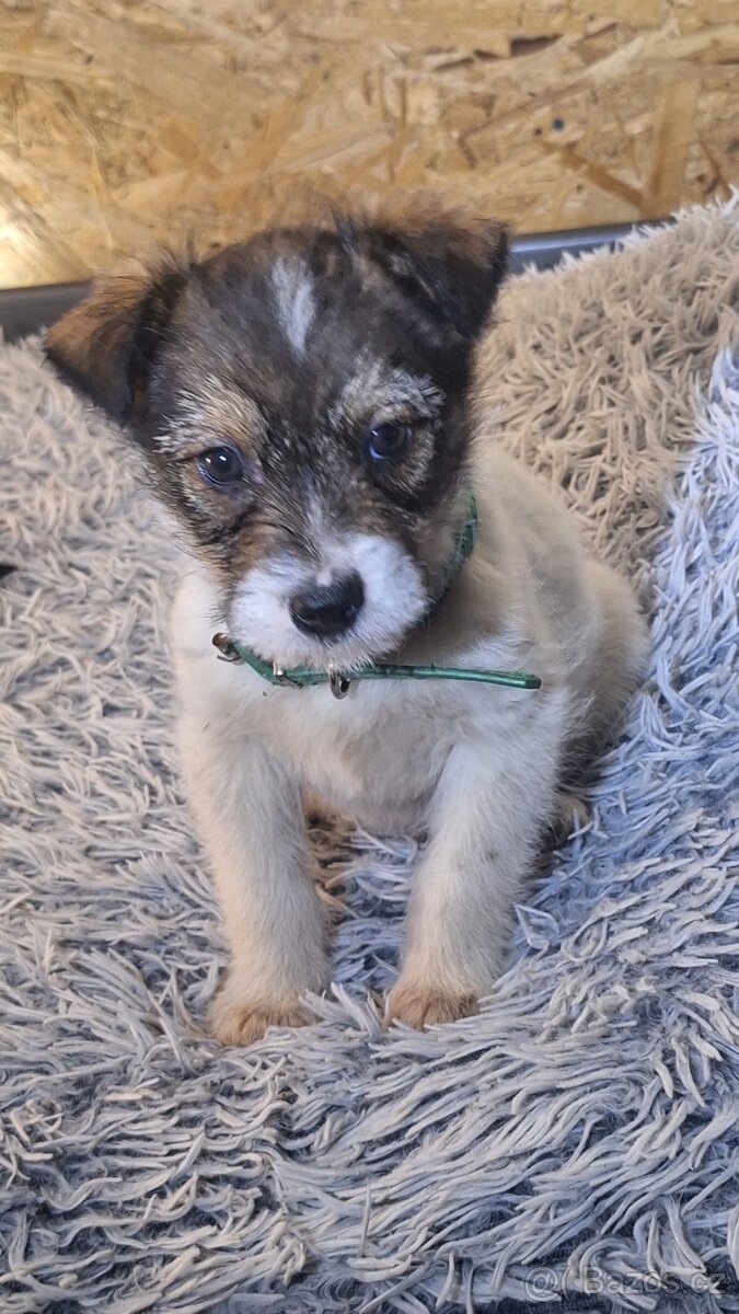 X parson Jack rusel terier/russel,teriér