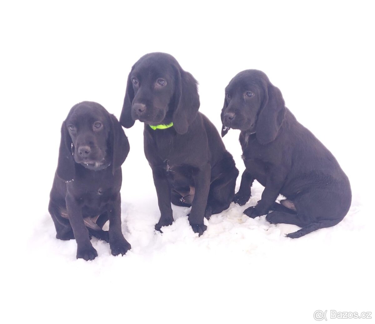 Kokrspaniel,cavalier,kavalir, biglier