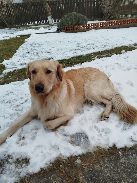 Zlaty retriever