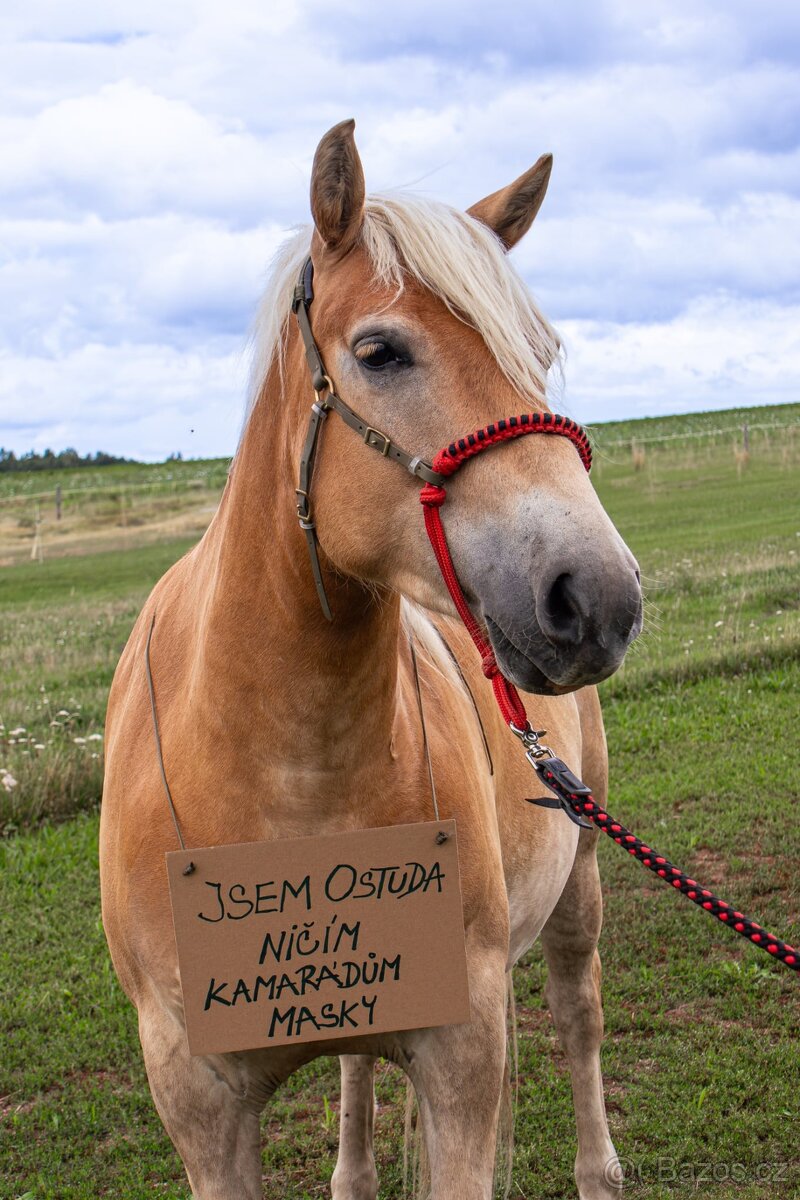 Provazový nánosník na uzdečku
