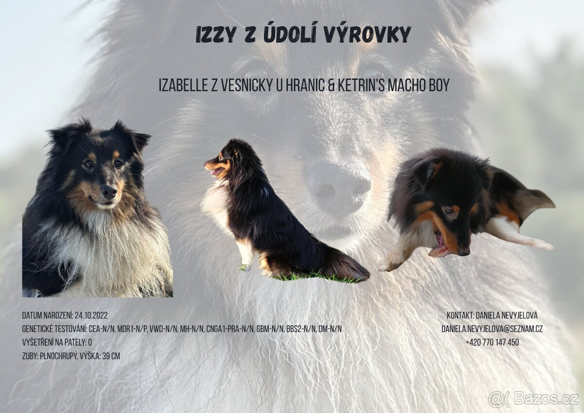 Sheltie Pes s PP - nabídka krytí