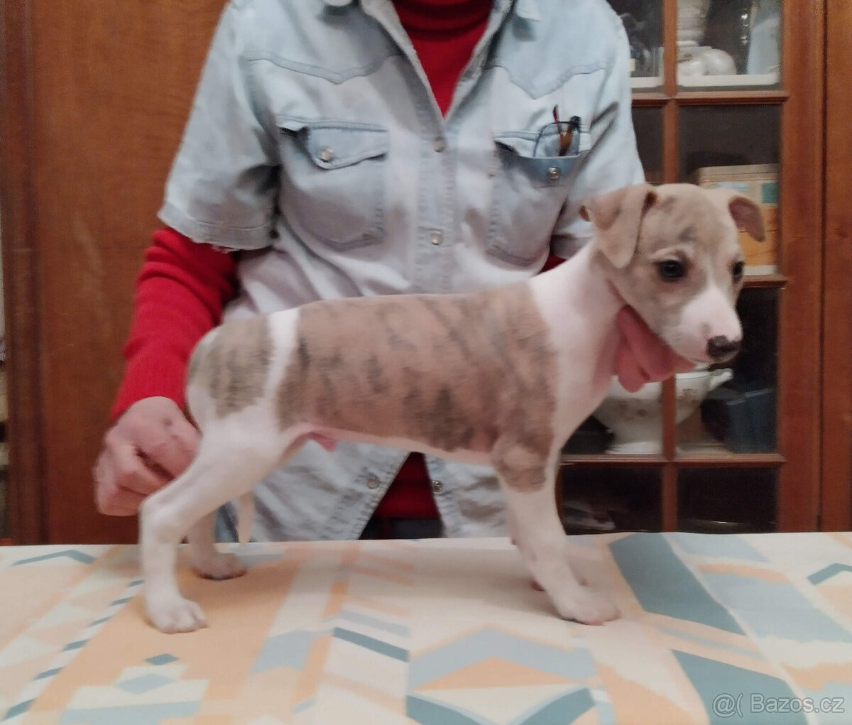 WHIPPET s PP - pejsek