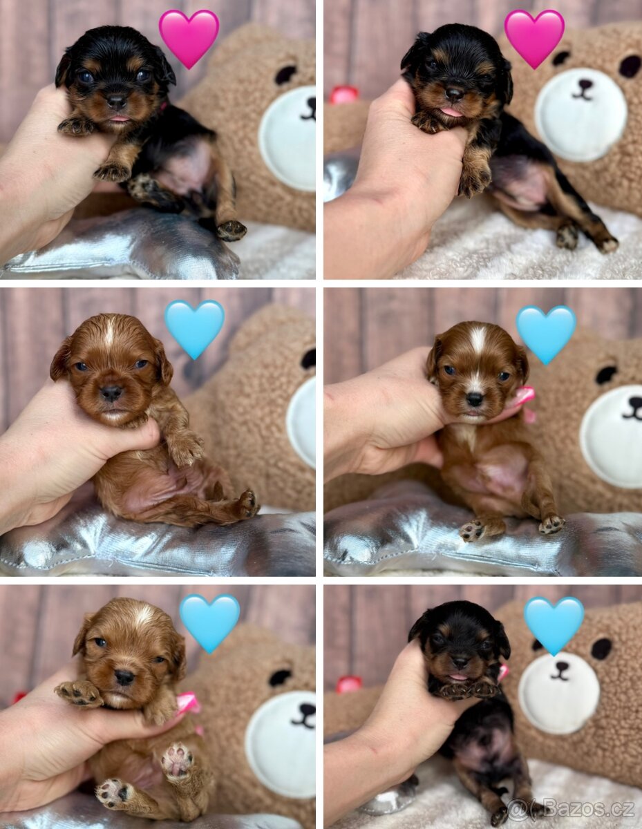 Kavalír King Charles Spaniel S PP